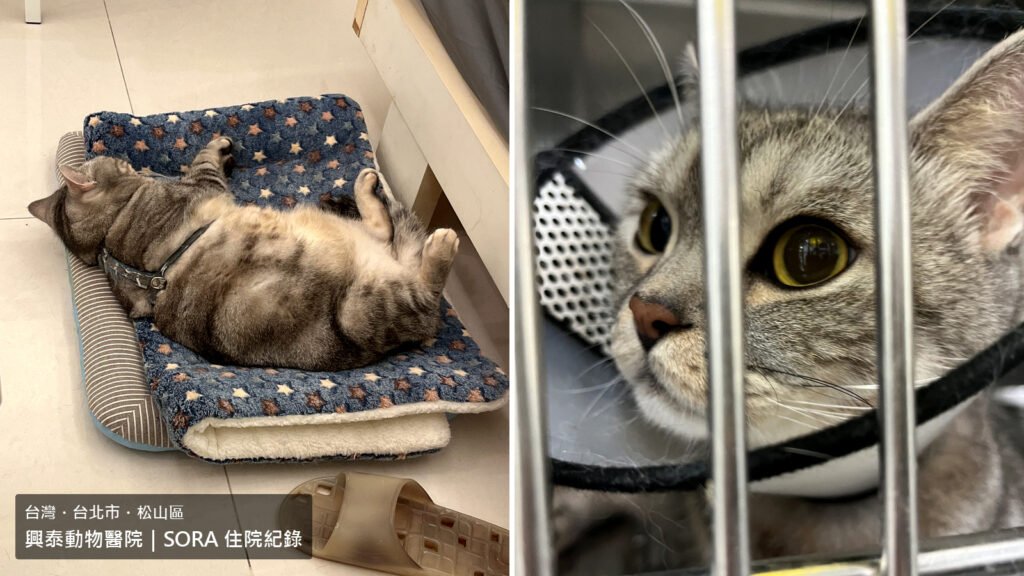 SORA 在家休息與興泰動物醫院住院照護對照封面