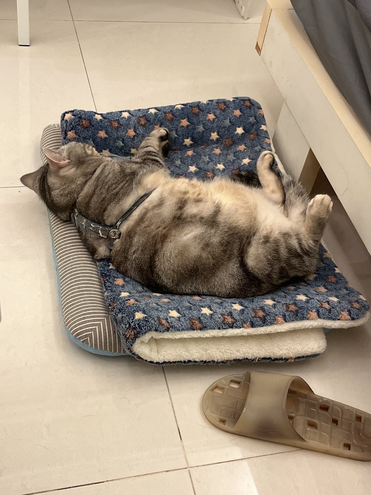 SORA 在家躺在藍色星星睡墊上休息