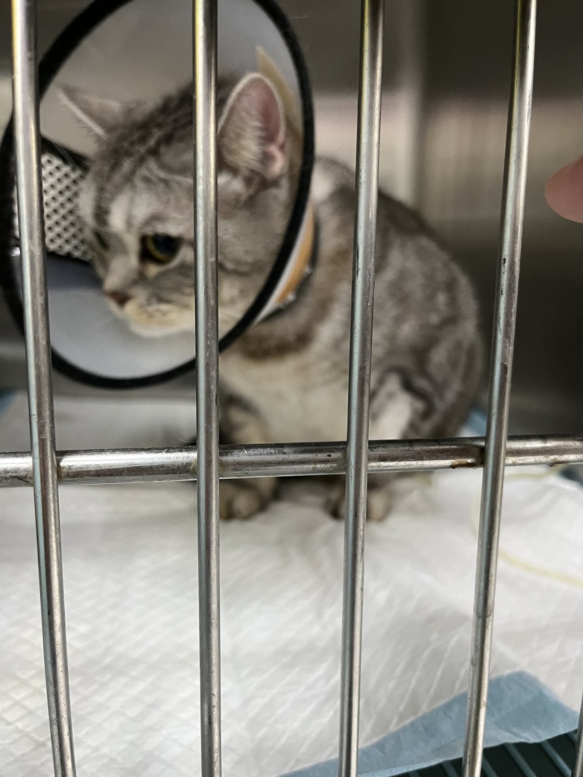 SORA 戴頭套坐在動物醫院住院籠中