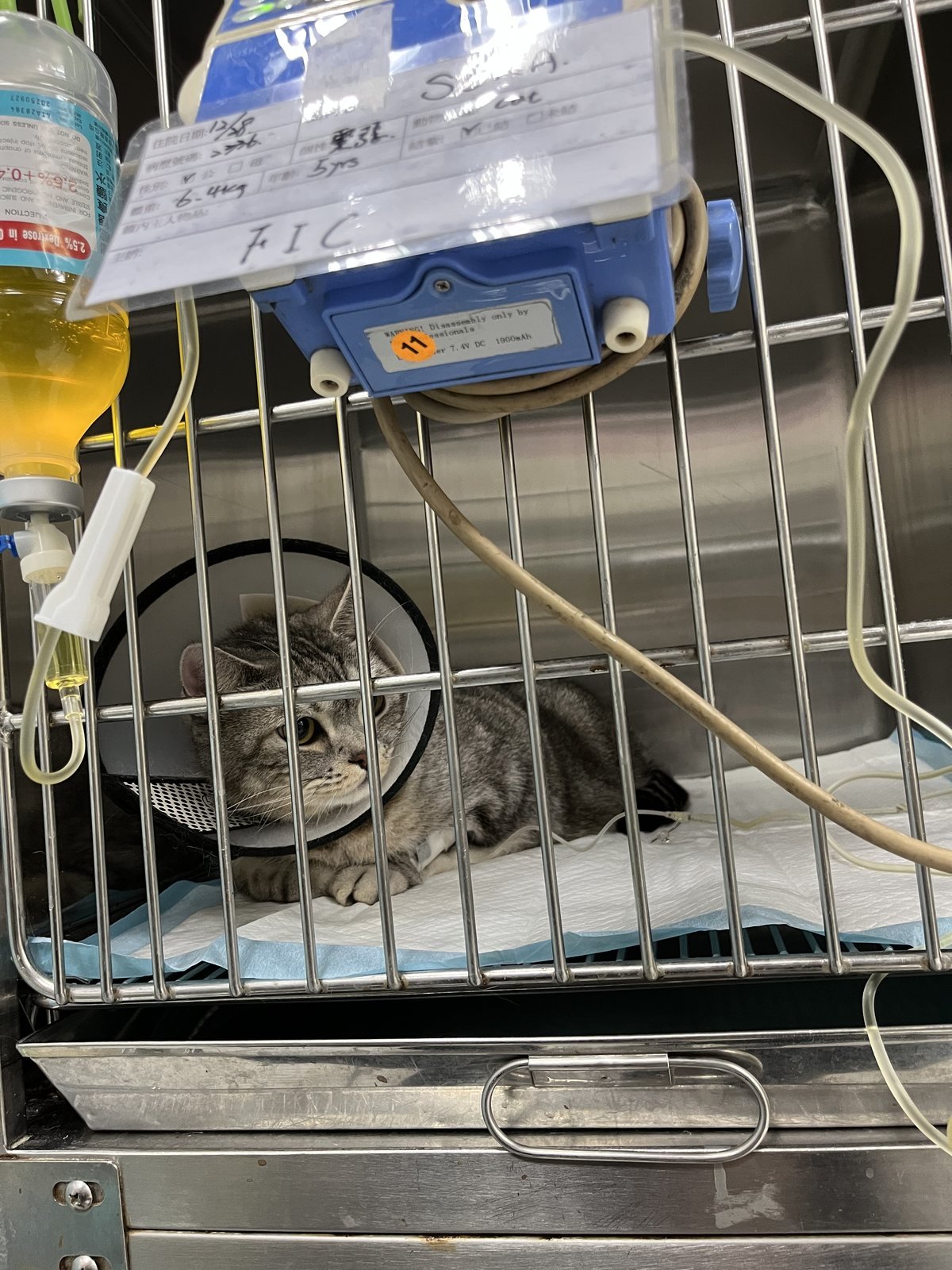 SORA 在興泰動物醫院住院籠與輸液設備