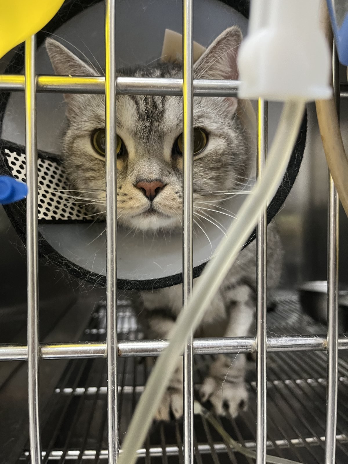 戴頭套的 SORA 在動物醫院籠內看向鏡頭