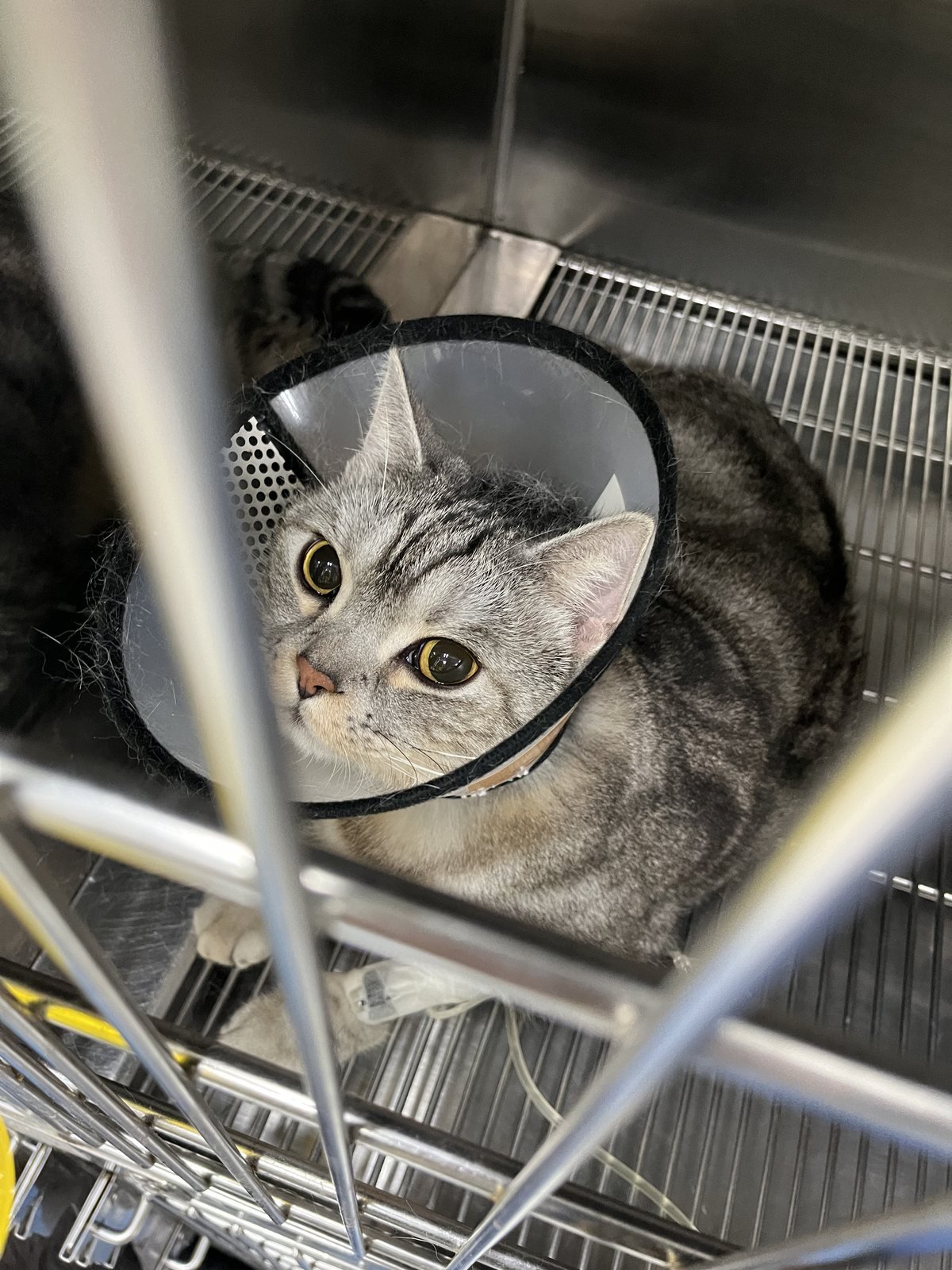 SORA 戴頭套蜷坐在興泰動物醫院住院籠中