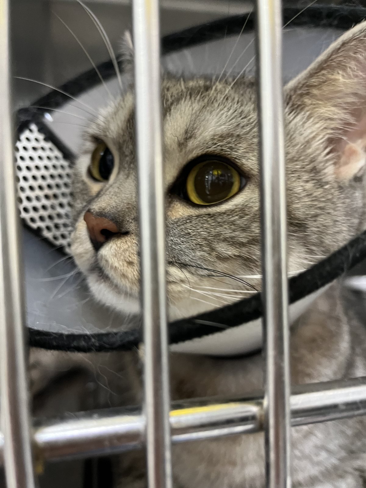 SORA 在興泰動物醫院住院籠門後的臉部近照