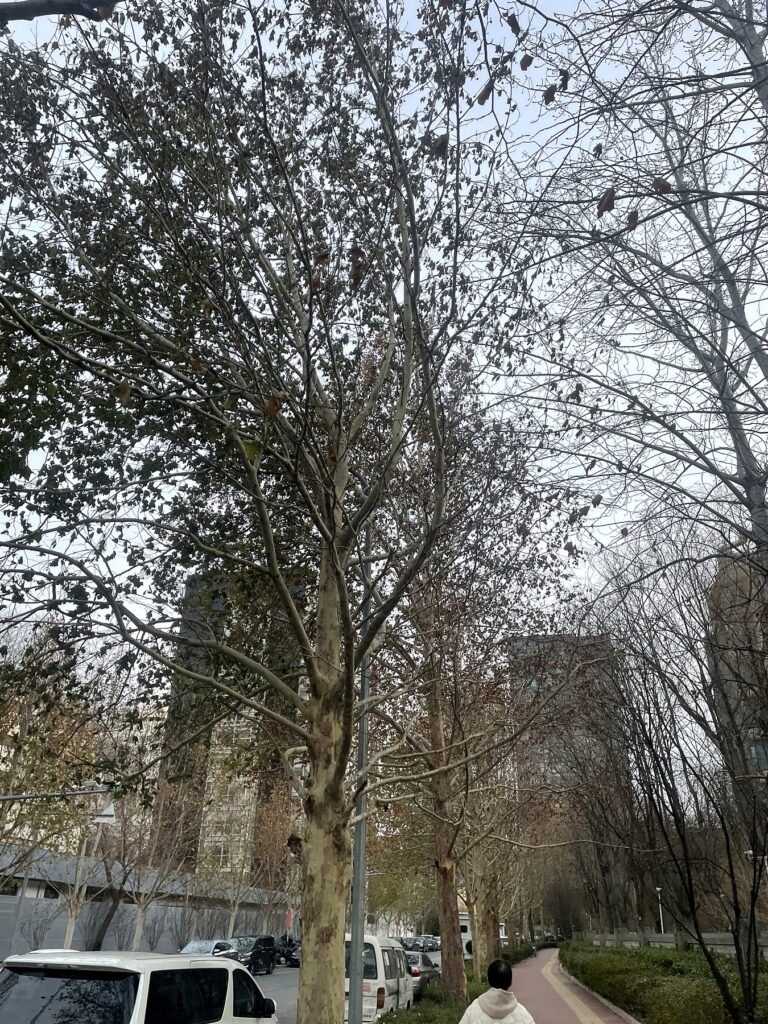 北京冬天街道路樹
